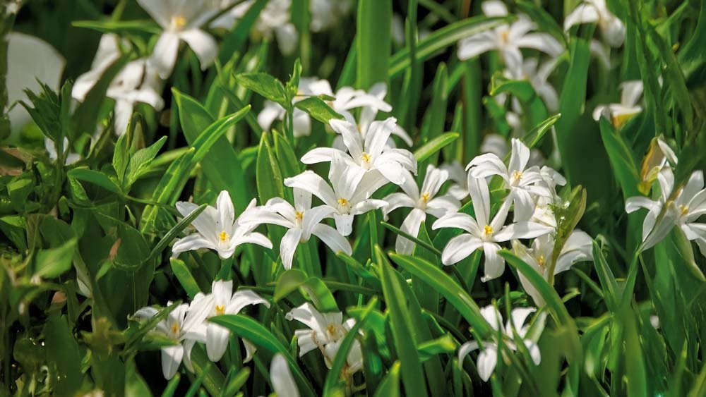 Gloire des neiges blanches - Blomea.fr