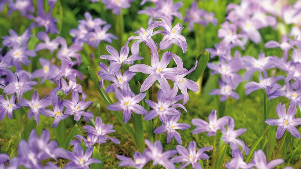 Gloire des neiges bleues - Blomea.fr