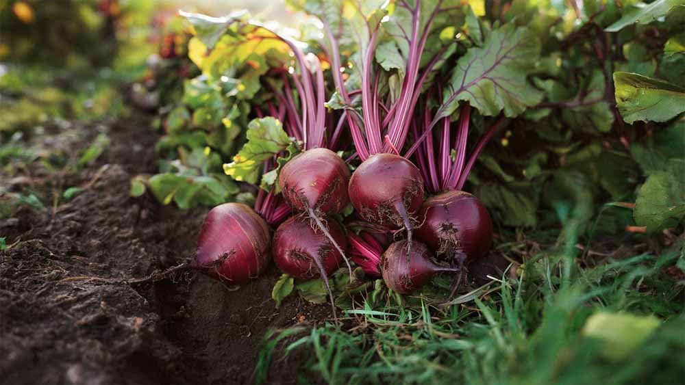 Graines de betterave - Blomea.fr