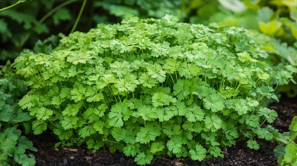 Graines de cerfeuil - Blomea.fr