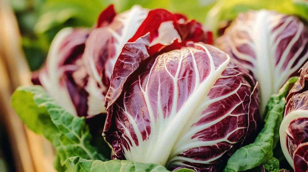 Graines de chicorées - Blomea.fr