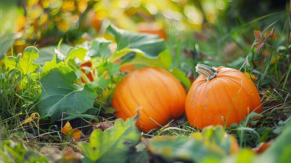 Graines de citrouille - Blomea.fr