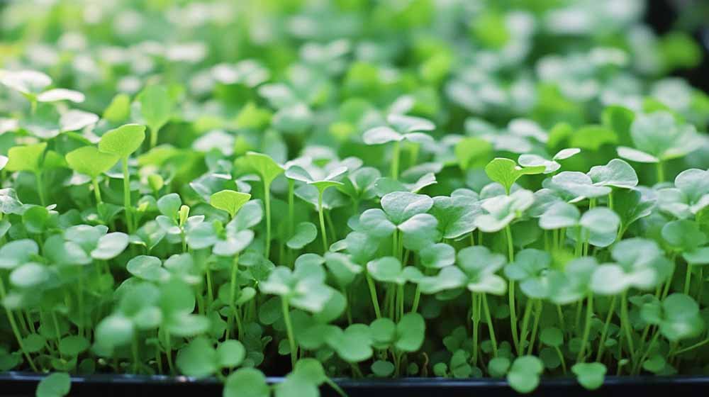 Graines de cresson de fontaine - Blomea.fr