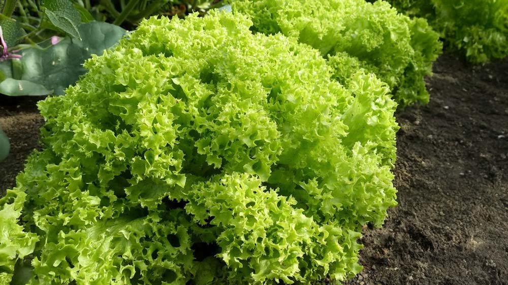 Graines de laitue à couper - Blomea.fr