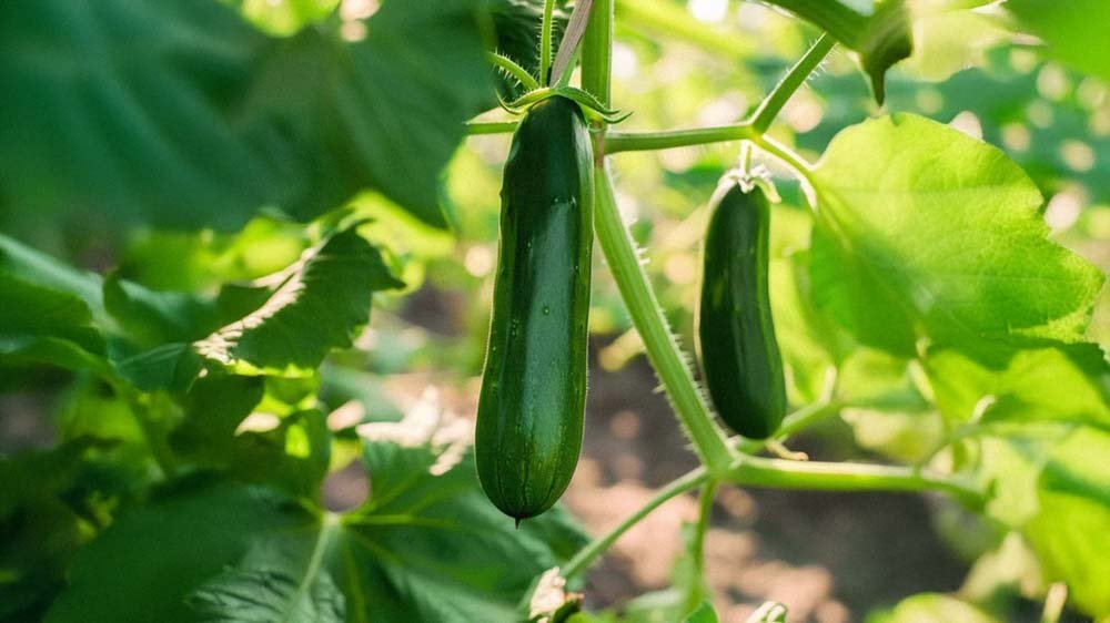 Graines de mini concombre - Blomea.fr