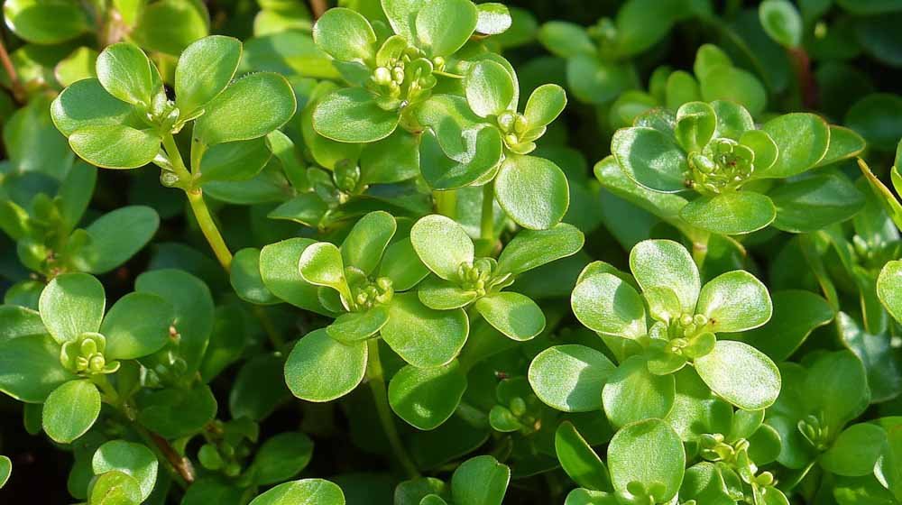 Graines de pourpier - Blomea.fr