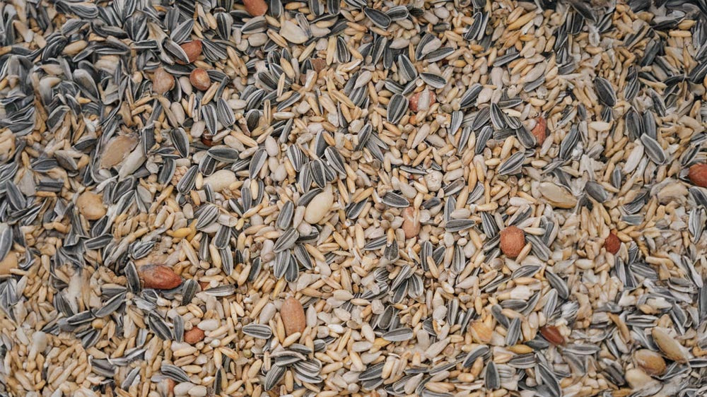Graines pour oiseaux - Blomea.fr