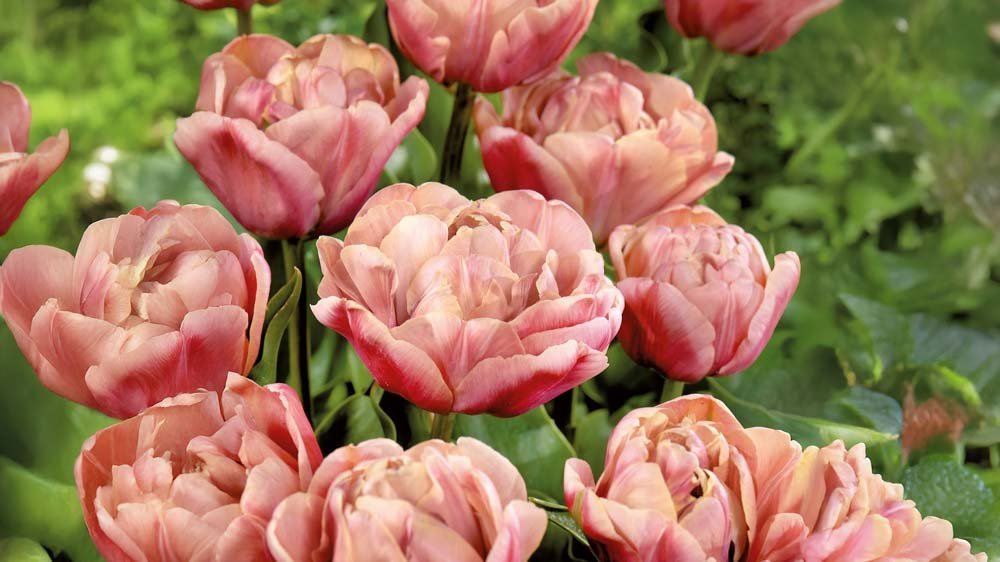 Grandes tulipes - Blomea.fr