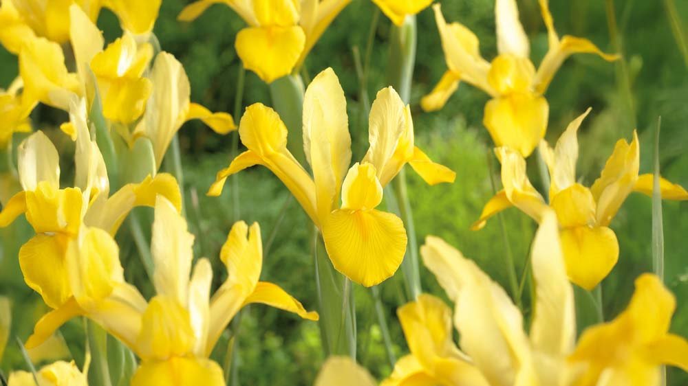 Iris jaunes