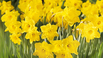 Fleurs de printemps jaunes