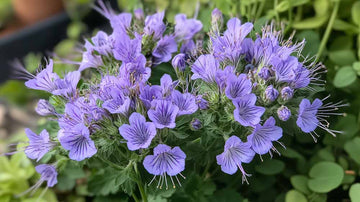 Graines de phacélie