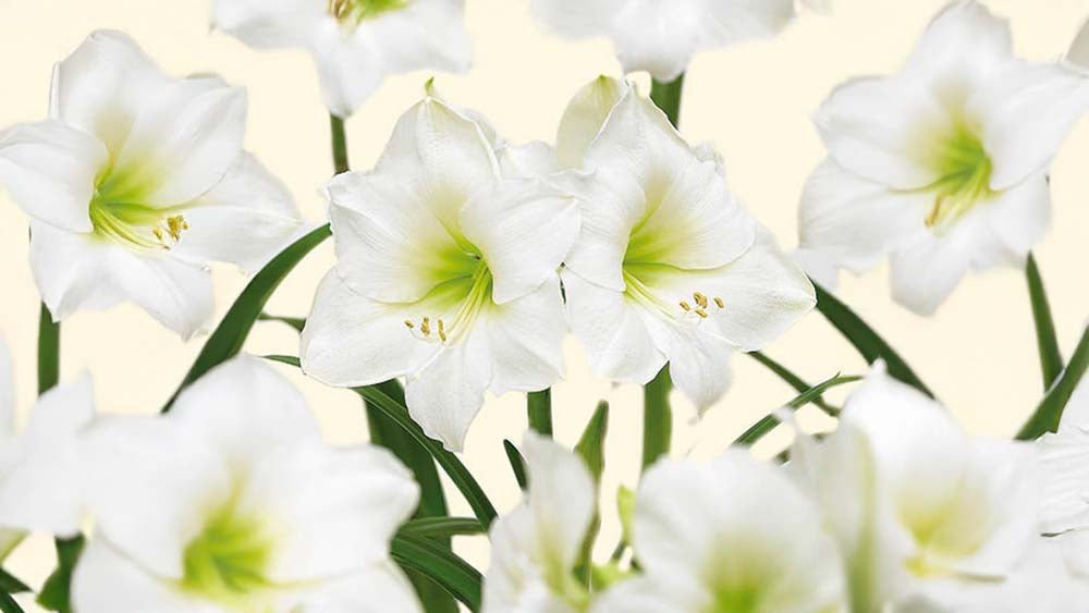 Amaryllis blanche
