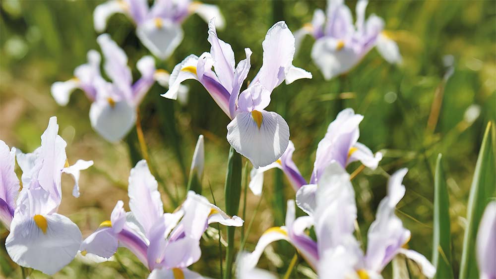 Iris blancs