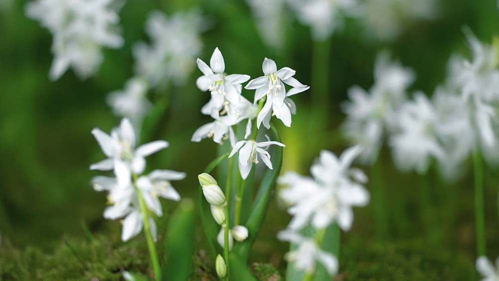 Scillas blanches