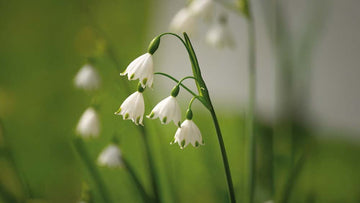 Nivéole d’été