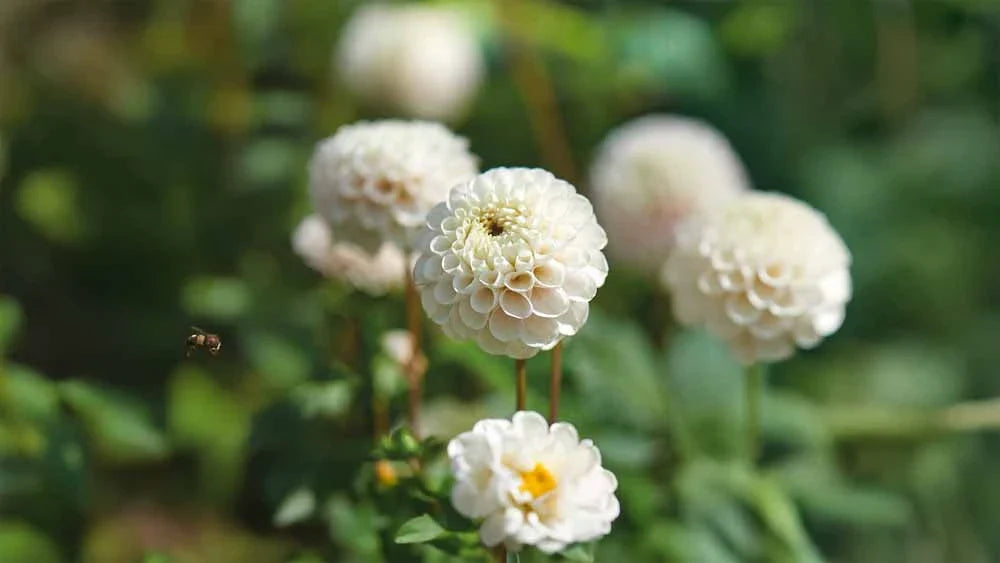 Dahlia blanche