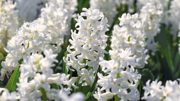 Jacinthes blanches