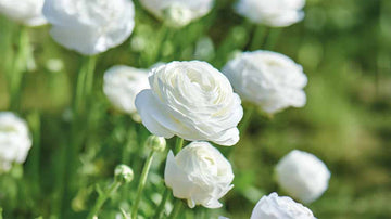 Fleurs d'été blanches