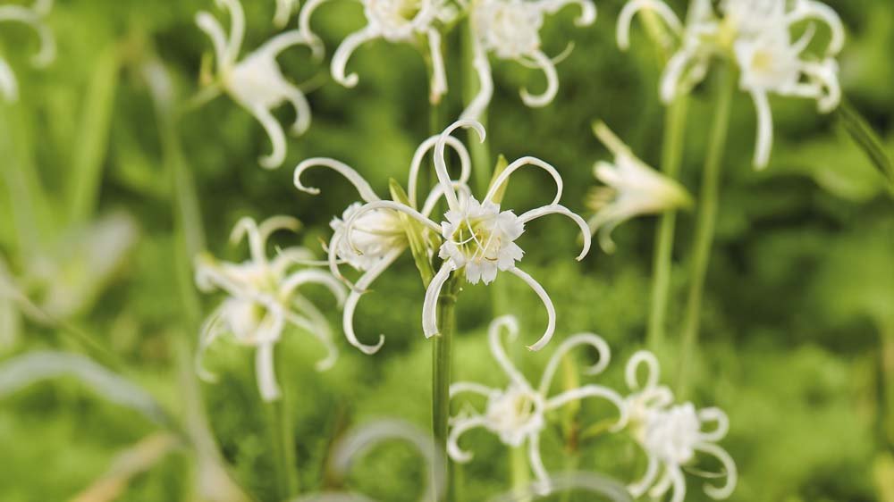 Hymenocallis - Blomea.fr