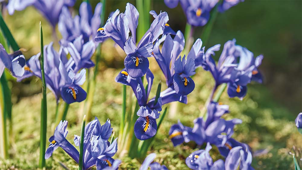 Iris de Sibérie - Blomea.fr