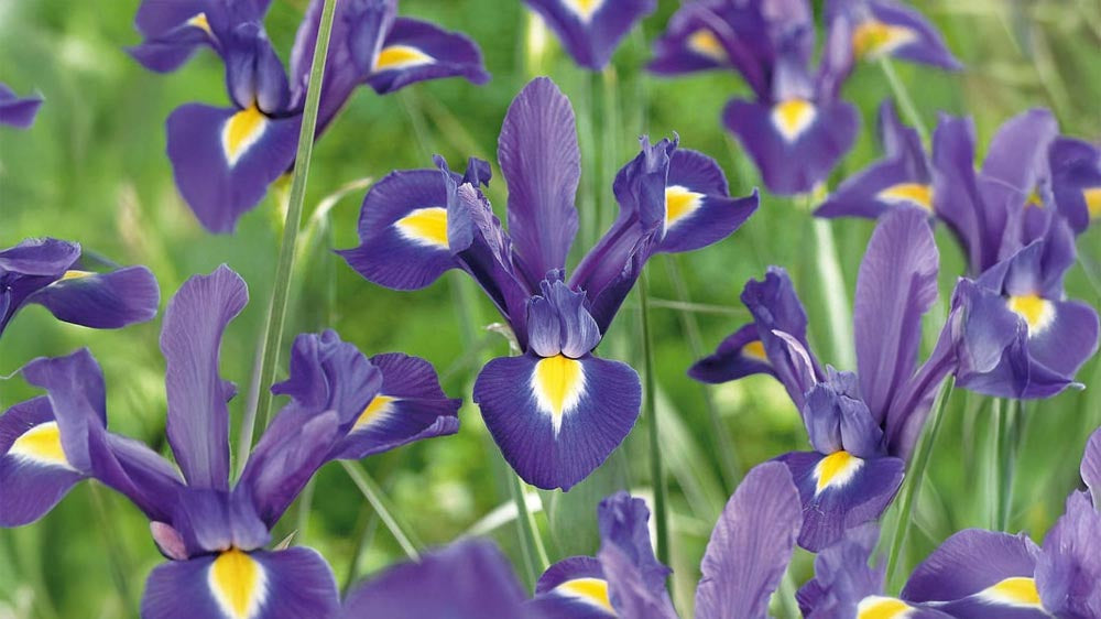 Iris germanica - Blomea.fr