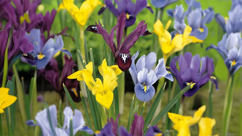 Iris noirs - Blomea.fr