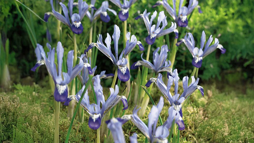 Iris reticulata - Blomea.fr