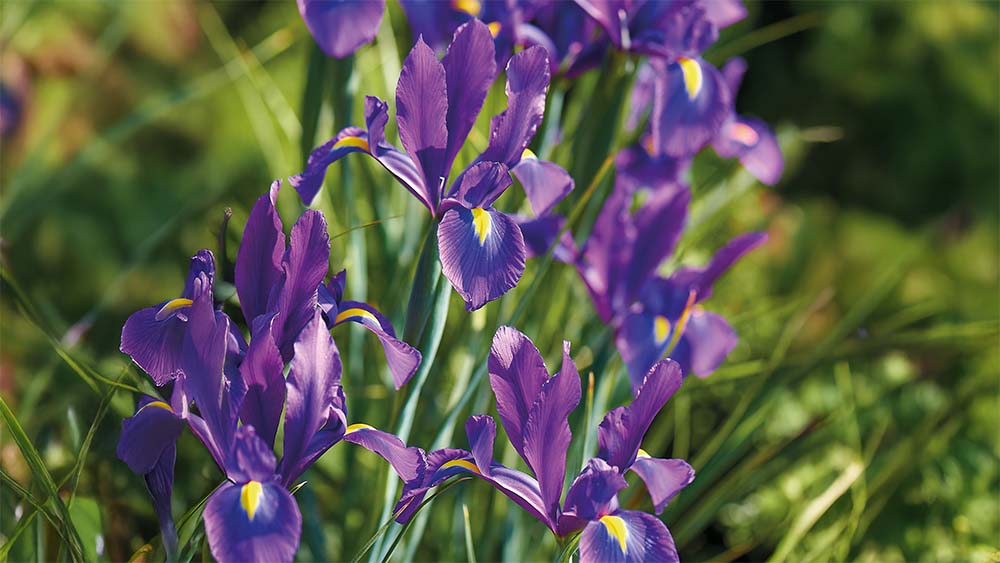 Iris violets - Blomea.fr