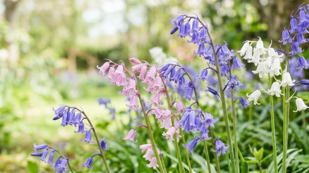 Jacinthe des bois - Blomea.fr