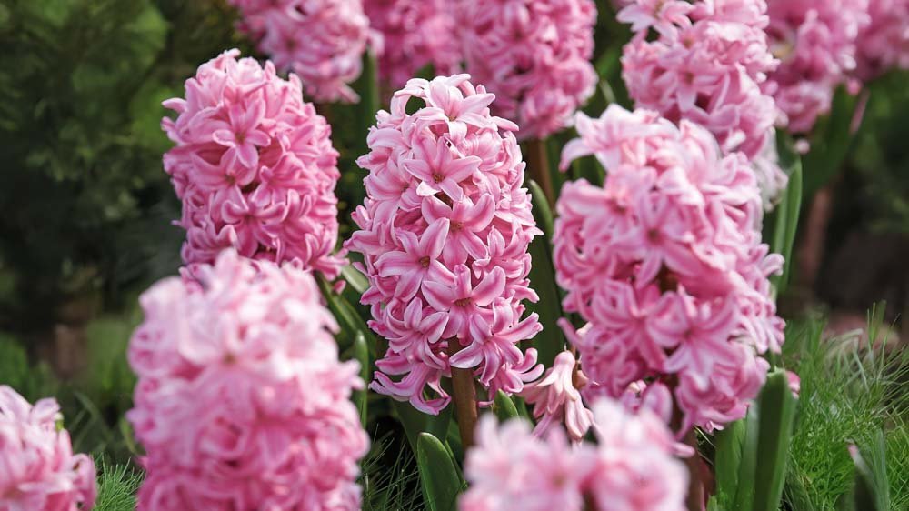 Jacinthes - Blomea.fr