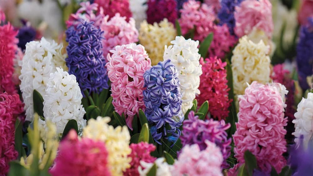 Jacinthes d'extérieur - Blomea.fr