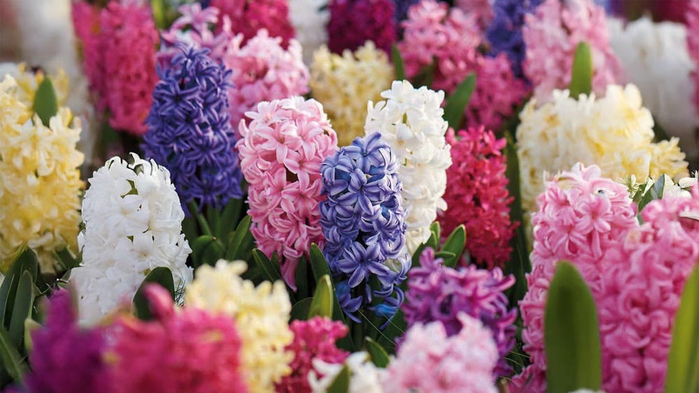 Jacinthes d'intérieur - Blomea.fr