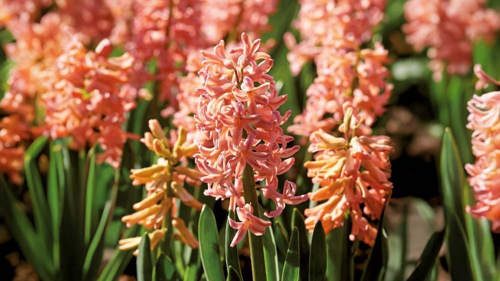 Jacinthes jaunes - Blomea.fr