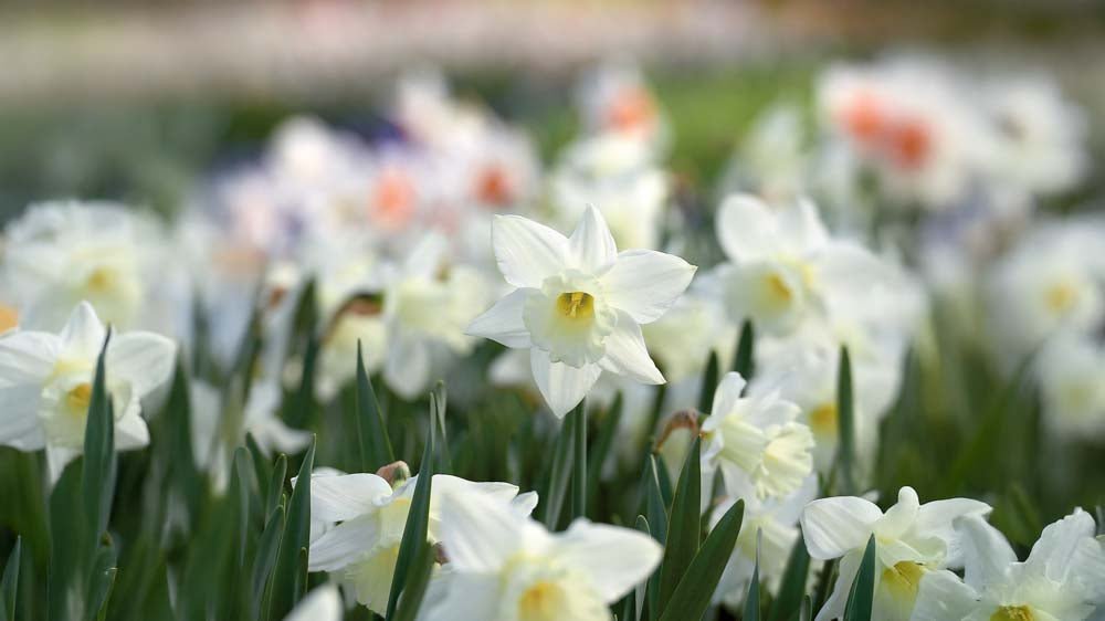 Jonquilles blanches - Blomea.fr