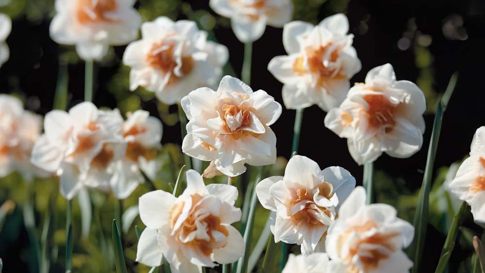 Jonquilles doubles - Blomea.fr