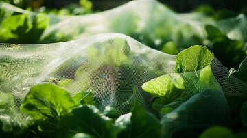 Filet anti-insectes pour choux