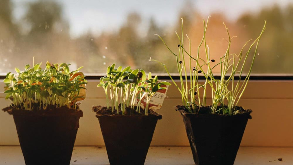 Kit de culture - Blomea.fr