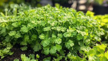 Graines de coriandre