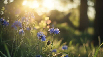 Graines de bleuet