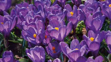 Crocus