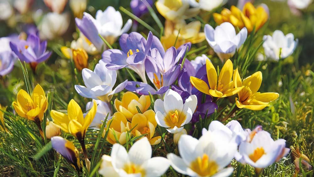 Mélanges de crocus
