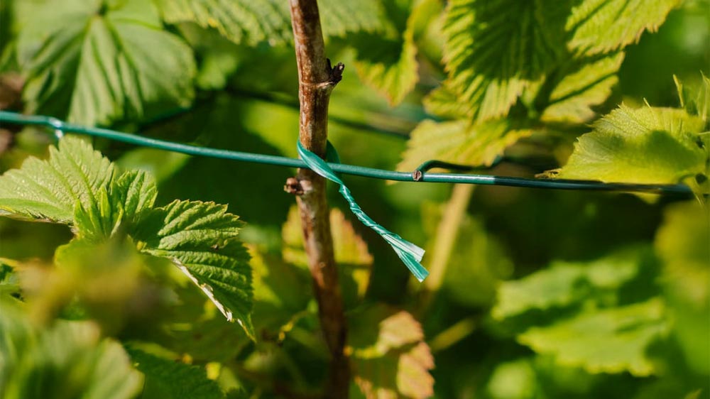 Liage de jardin - Blomea.fr