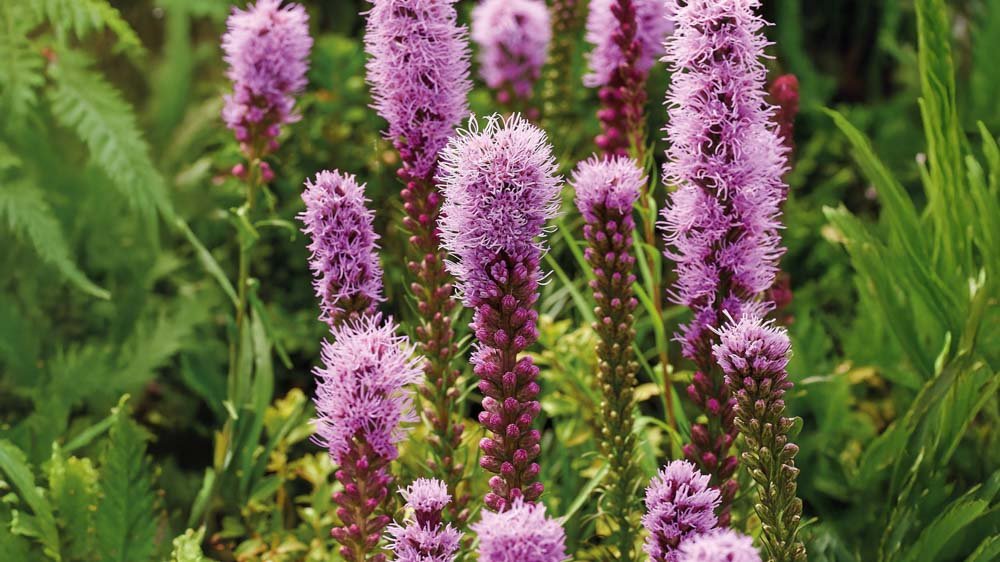 Liatris - Blomea.fr