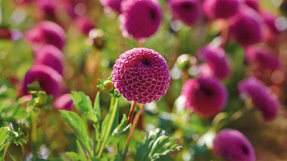 Dahlias violets