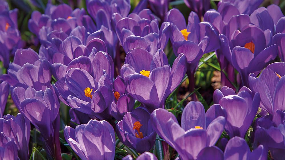 Fleurs de printemps violettes
