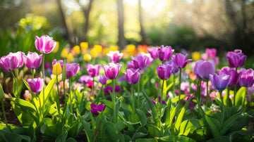 Tulipes violettes