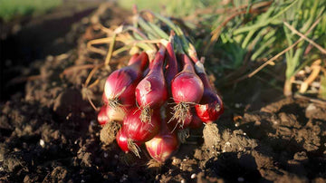 Graines d’oignon