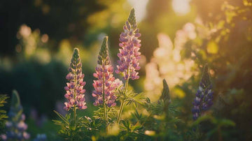 Graines de lupin