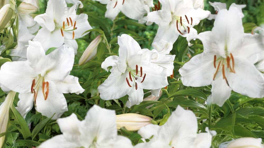 Lys blancs - Blomea.fr