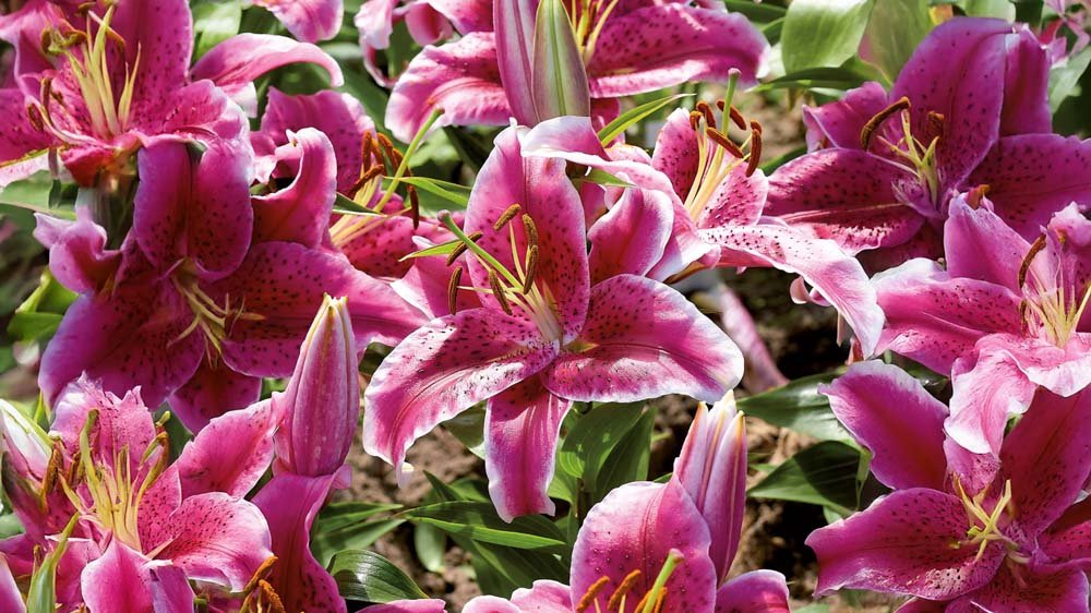 Lys roses - Blomea.fr